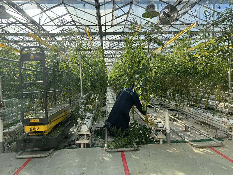 從田間到舌尖 朝來農藝園以智能農業科技守護餐桌健康